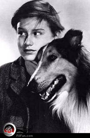 الكلبة لاسي في لقطة من الفيلم الكلاسيكي &quot;لاسي تعود للمنزل&quot; الذي أنتج عام 1943- الصورة من رويترز