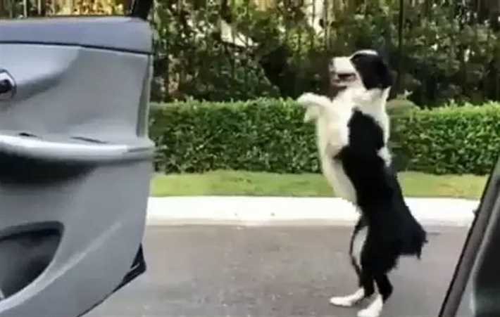 حيوانات تشارك في تحدي kiki