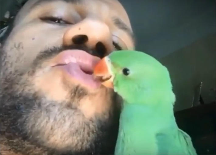 مكي والبغبغاء