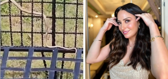 نرمين الفقي والثعبان