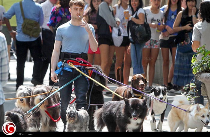 دانيال رادكليف يتجول بـ 8 كلاب في شوارع نيويورك