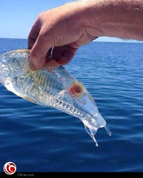 راغب علامة ممسكا بالسمكة الشفافة