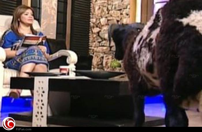 خروف على التلفزيون المصري