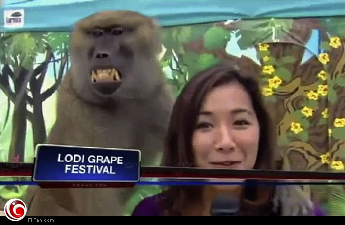 المذيعة وبجانبها &quot;القرد المتحرش&quot;