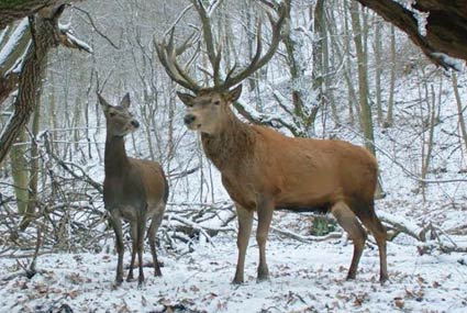لقطة من فيلم "عن الجسد والروح"