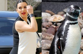 بعد وضع الصورتين بجانب بعضهما البعض، من الصعب التفرقة بين إطلالة نجمة تليفزيون الواقع كيم كارداشيان بفستانها الأبيض والأسود، وبين طائر البطريق.